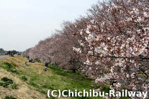 4/7くまがやの桜2