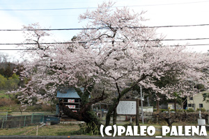 4/8大手の桜