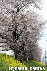 4/8広瀬の桜