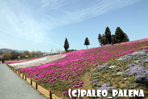 羊山公園の芝桜