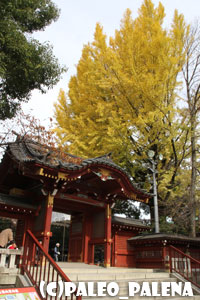 秩父神社のイチョウ♪