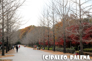 秩父ミューズパークの紅葉♪