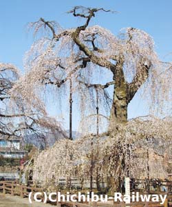 清雲寺のしだれざくら