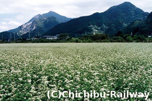 そば処「ちちぶ花見の里」