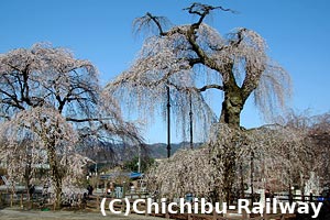 清雲寺のしだれ桜