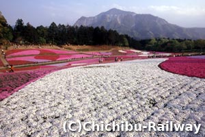 秩父市・羊山公園芝桜の丘