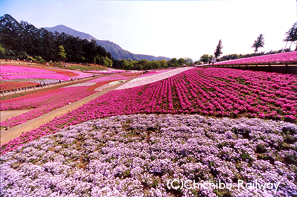 第13回秩父鉄道写真コンテスト【観光部門】入選