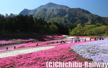 秩父羊山公園「芝桜の丘」(ちちぶひつじやまこうえん「しばざくらのおか」)