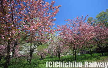 長瀞通り抜けの桜(ながとろとおりぬけのさくら)