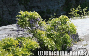 長瀞岩畳・岩藤(ながとろいわだたみ・いわふじ)