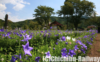 多宝寺（桔梗）