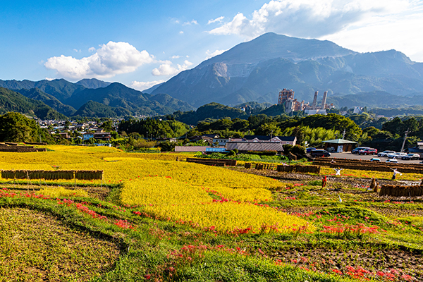 【ハイキング情報】10/3（土）寺坂棚田・花咲山公園・札所をめぐる ～…