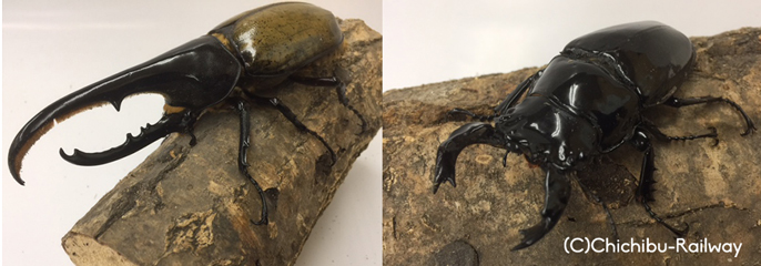 世界のカブトムシ&クワガタ展2018