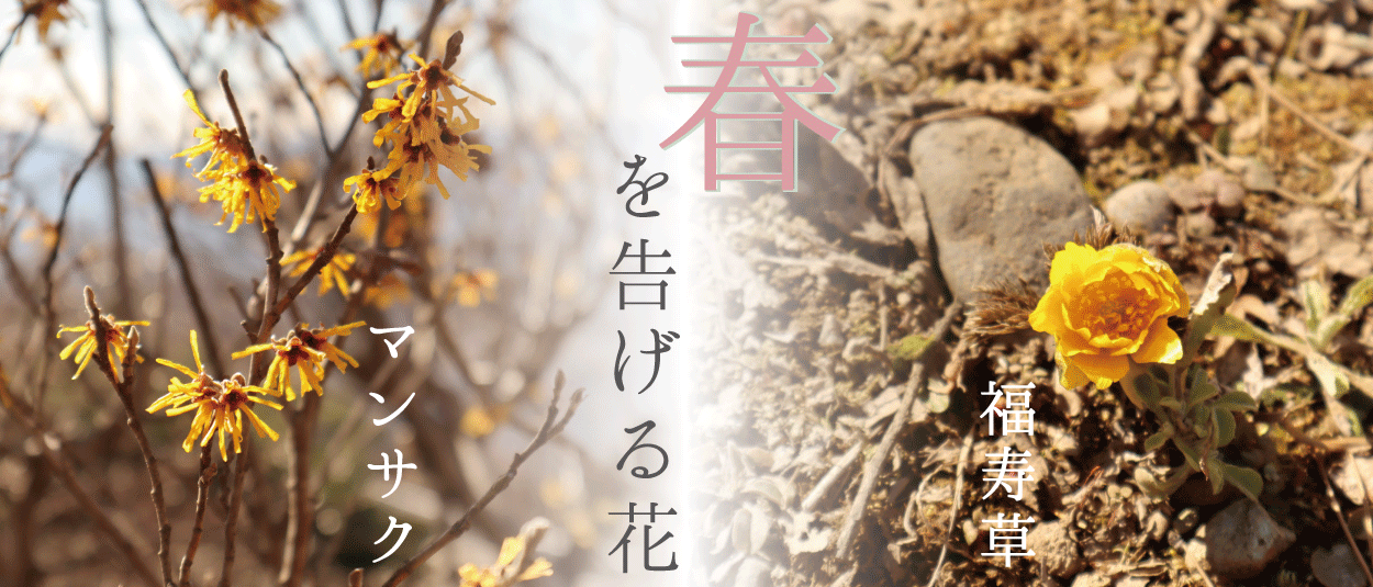 長瀞花情報 宝登山 春を告げる花 福寿草開花 マンサク見頃 終了 長瀞で遊ぶ