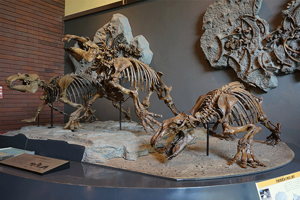 パレオパラドキシアの骨格復元像