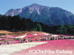 秩父羊山公園芝桜の丘 秩父羊山公園芝桜の丘