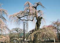 清雲寺 枝垂桜 清雲寺 枝垂桜