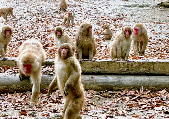 長瀞寶登山動物園