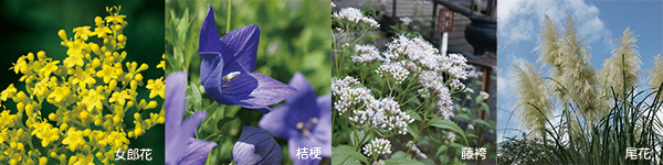 8/29（水）～9/2日（日）長瀞七草寺めぐりハイキング（女郎花・桔梗…