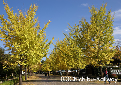 10/24（水）～28（日）秩父札所とイチョウ観賞ハイキング☆秩父鉄道…