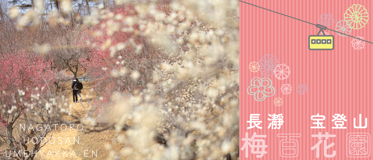 長瀞宝登山梅百花園